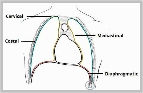 Parts of the Parietal Pleura Diagram
