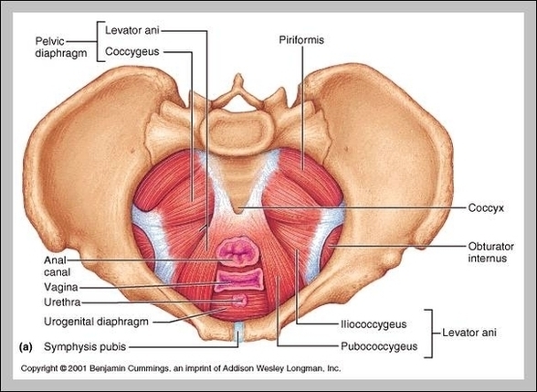Pelvic Muscles Female Image