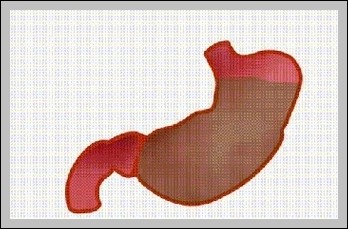 Peristaltic Contractions of the Stomach Diagram