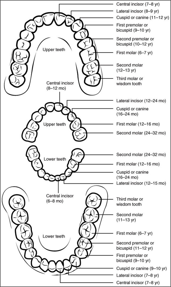 Permanent and Deciduous TeethN