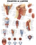 Pharynx and Larynx diagram