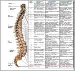 Photo Of Spine Image