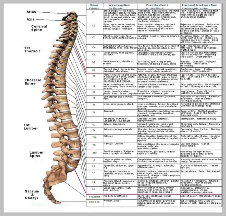 Photo Of Spine Image | Anatomy System - Human Body Anatomy diagram and ...