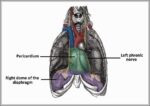 Phrenic Nerve Motor Innervation to the Diaphragm Diagram