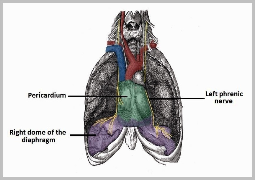 Phrenic Nerve Motor Innervation to the Diaphragm Diagram