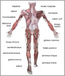 Pic Of Human Anatomy Image