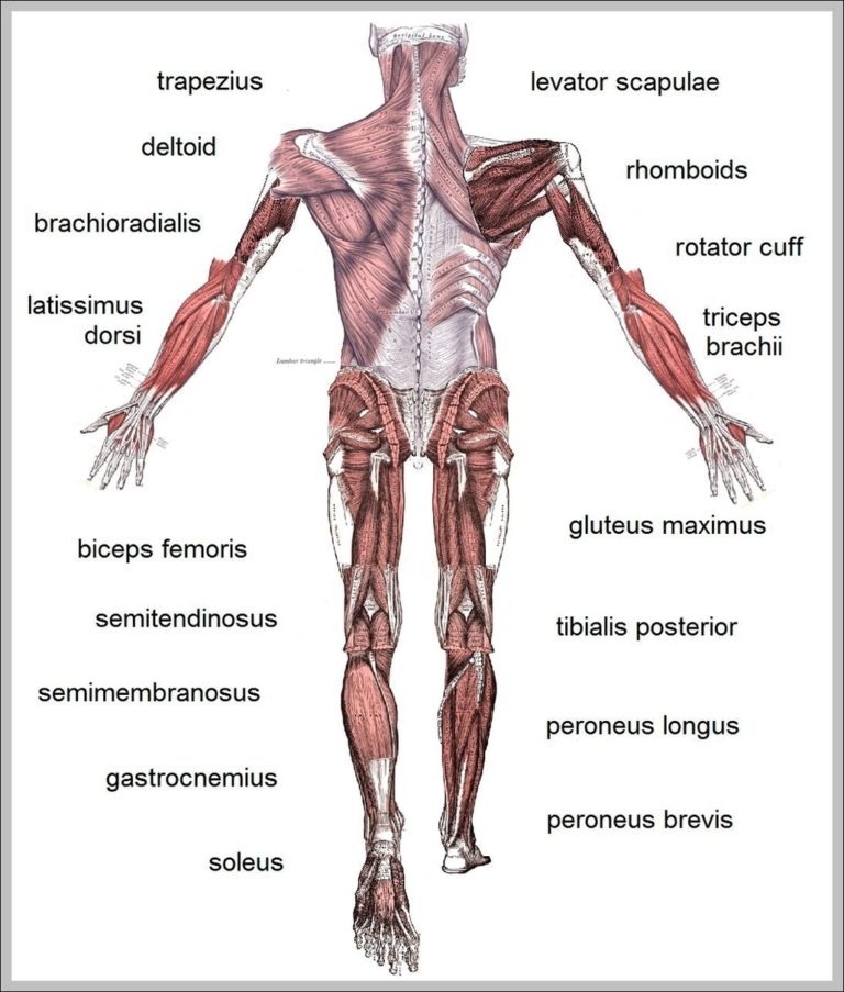 HUMAN ANATOMY DESCRIPTION visual data 7