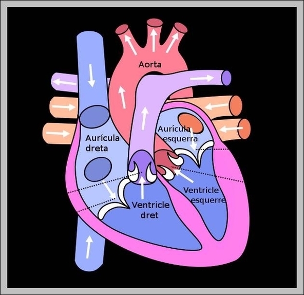 Picture Diagram Of The Heart Image