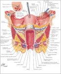 Picture Female Human Body Image