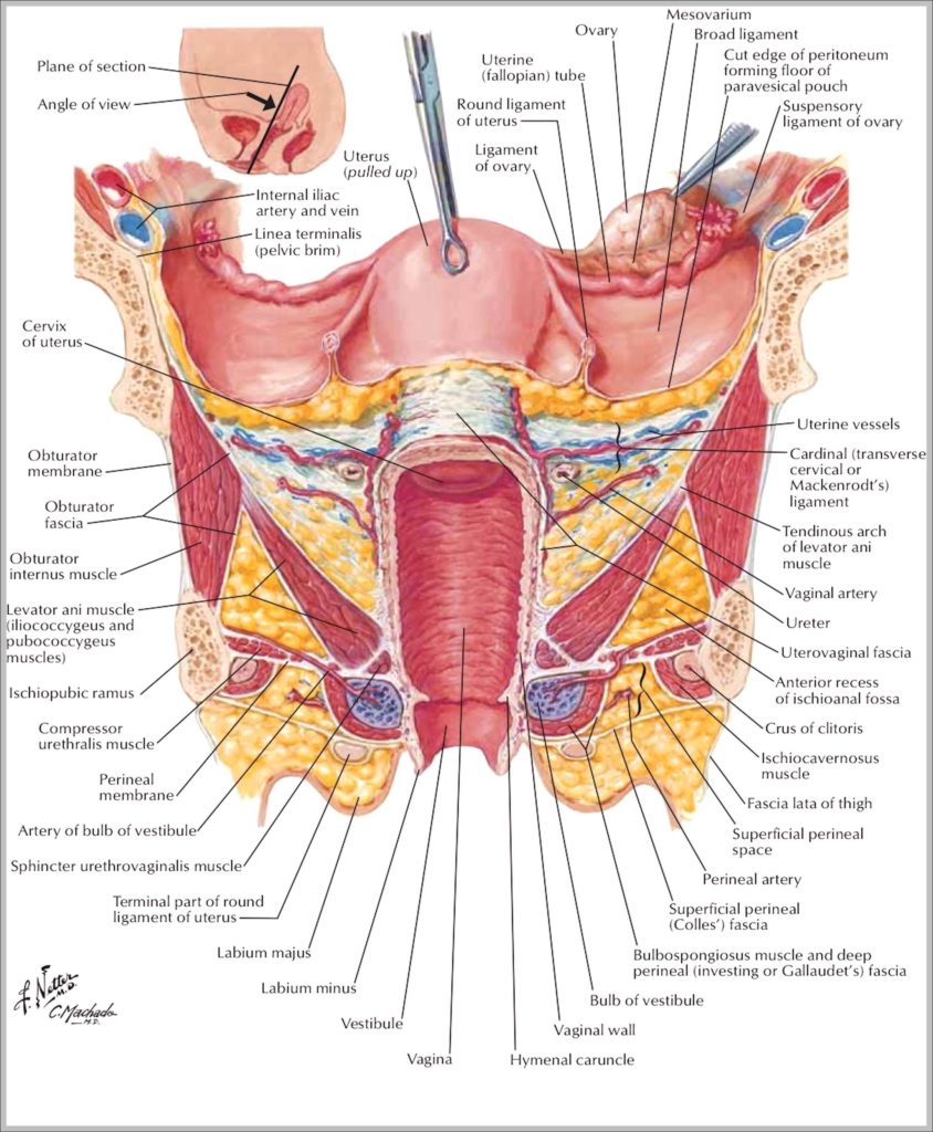 Picture Female Human Body Image