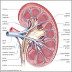 Picture Of A Human Kidney Image