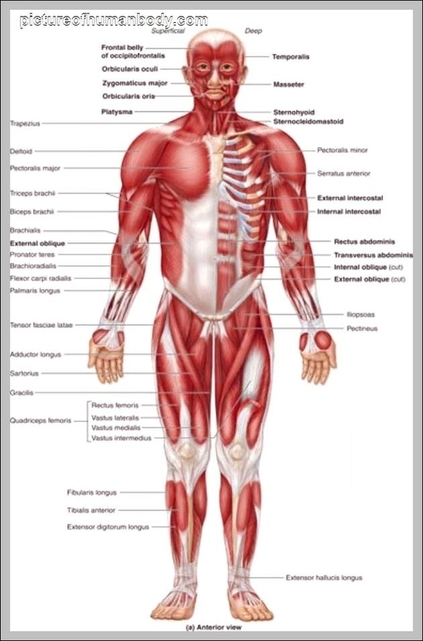 Picture Of A Human Torso Image
