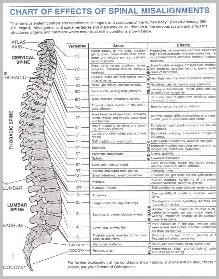 Picture Of A Spine Image | Anatomy System - Human Body Anatomy diagram ...