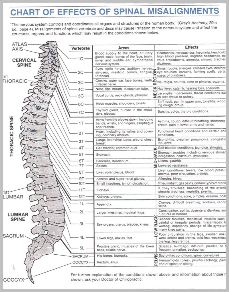 Picture Of A Spine Image