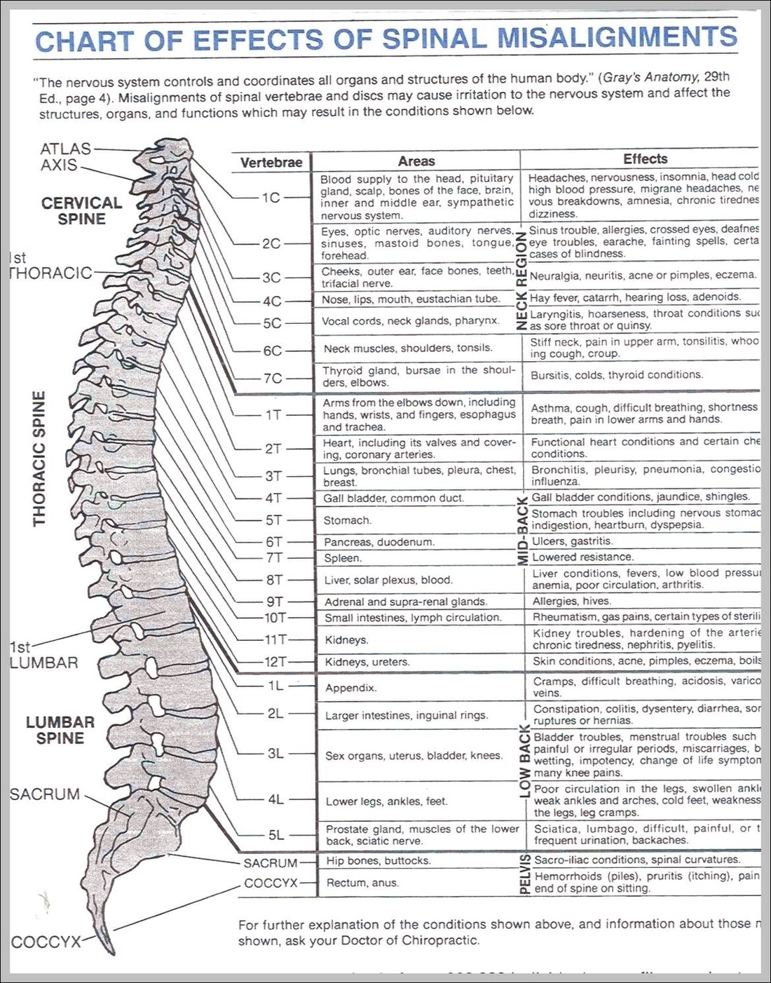 Picture Of A Spine Image