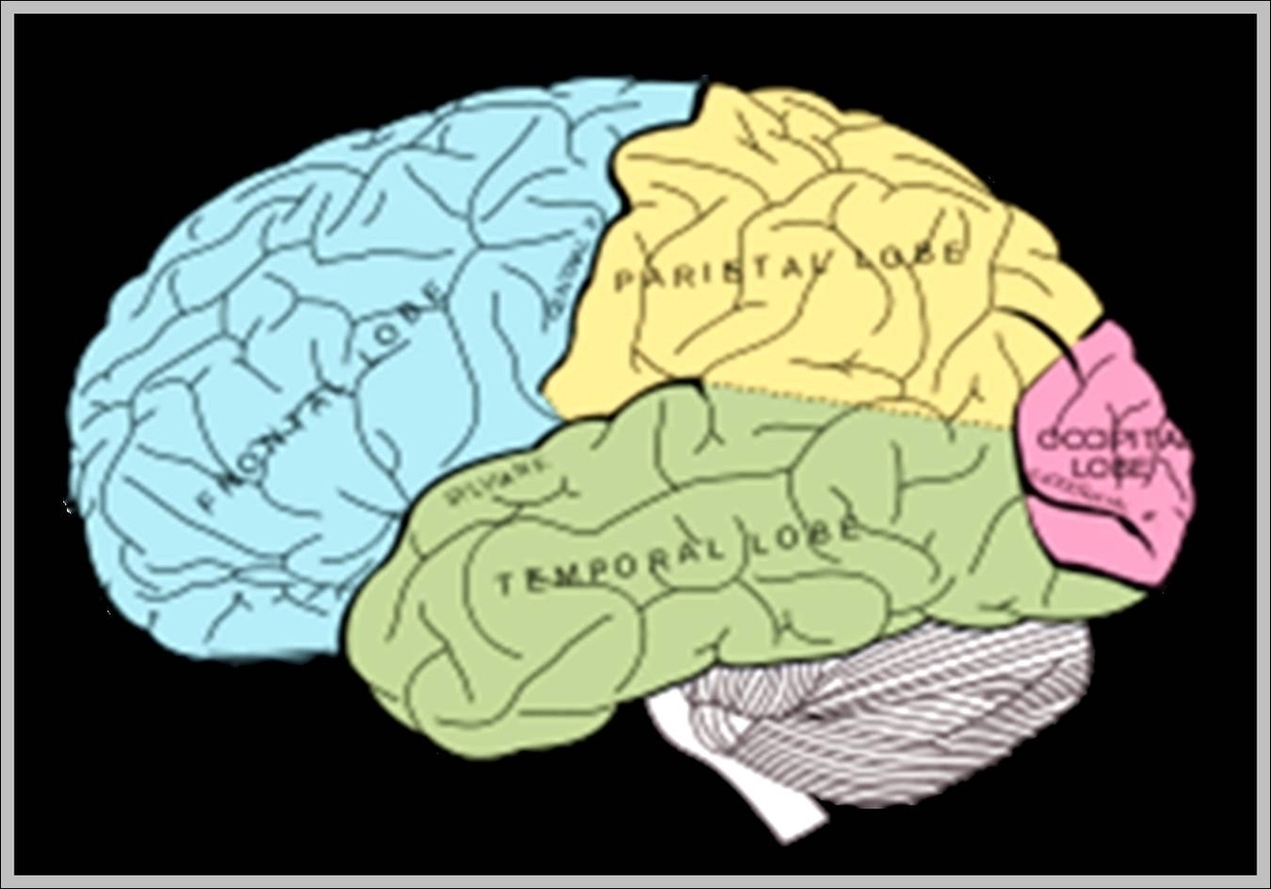 Picture Of Brain Image