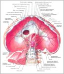 Picture Of Diaphragm Image