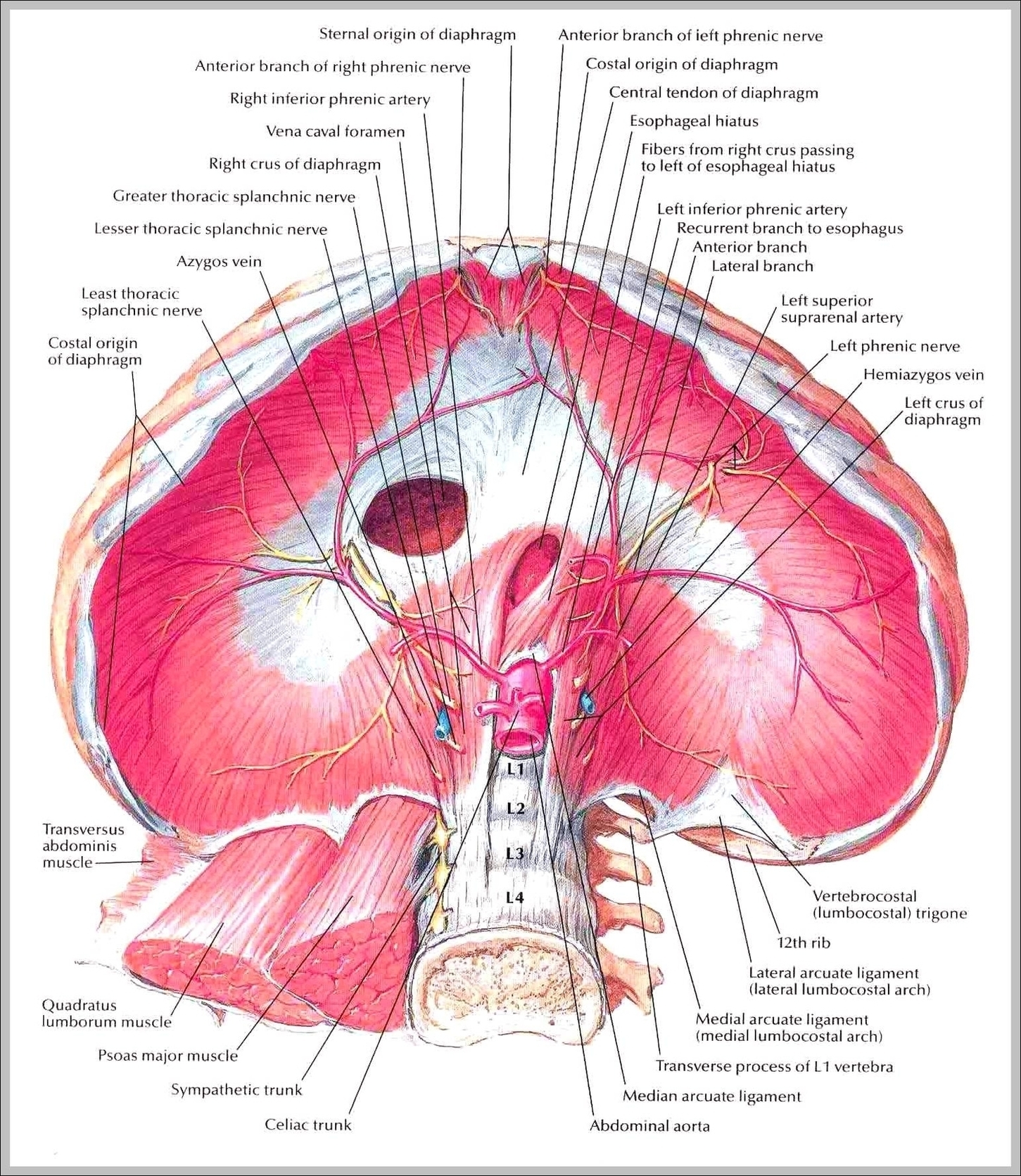 Picture Of Diaphragm Image