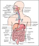 Picture Of Digestive Tract Image