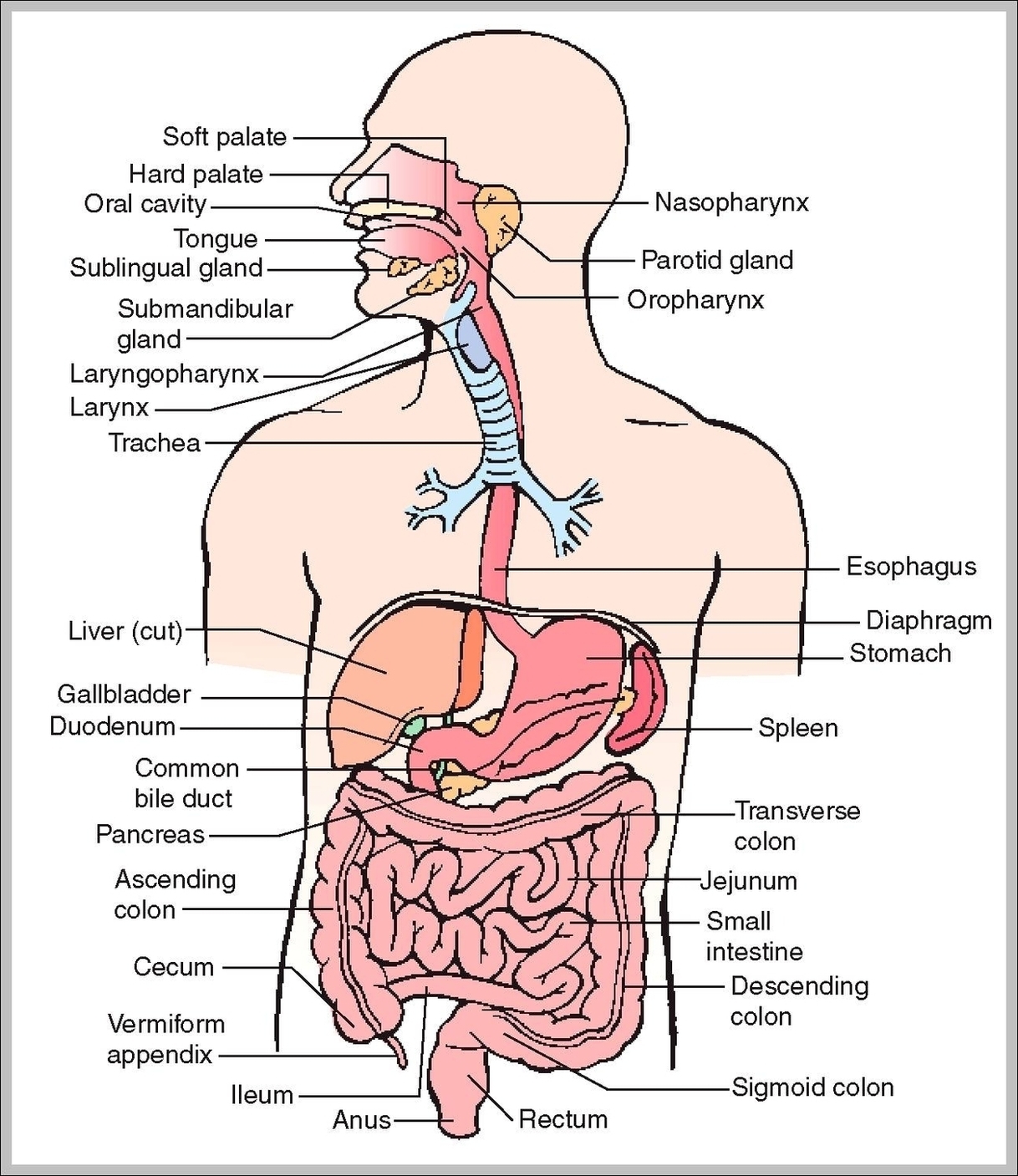 Picture Of Digestive Tract Image