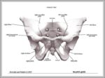 Picture Of Human Hip Bones Image