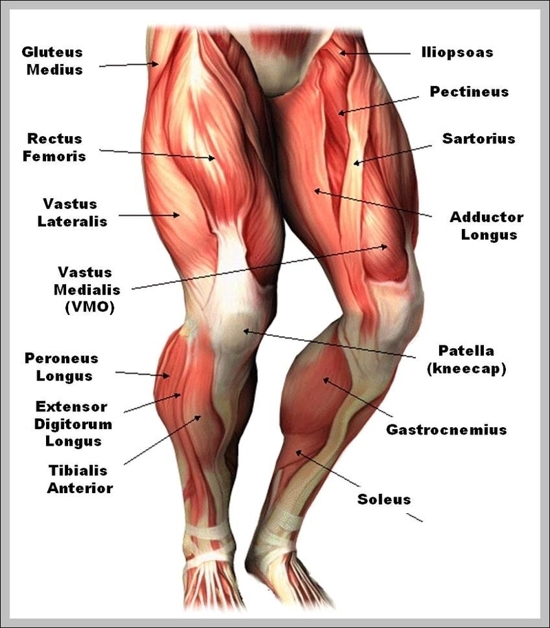 Picture Of Human Leg Muscles Image