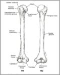 Picture Of Humerus Image