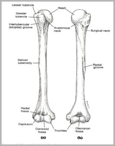 Picture Of Humerus Image | Anatomy System - Human Body Anatomy diagram ...