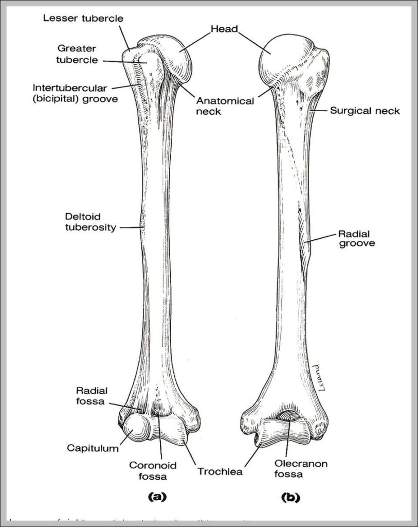 humerus | Anatomy System - Human Body Anatomy diagram and chart images