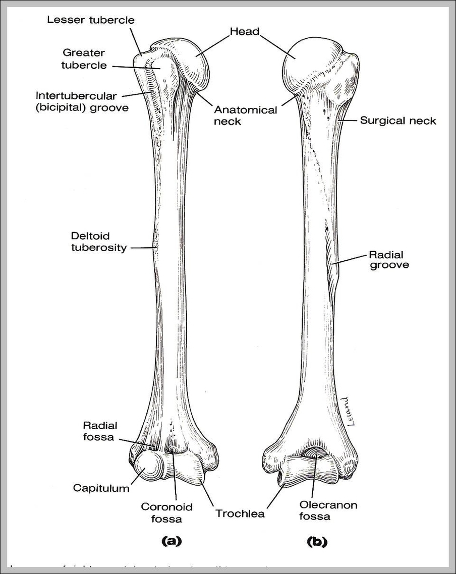 Picture Of Humerus Image