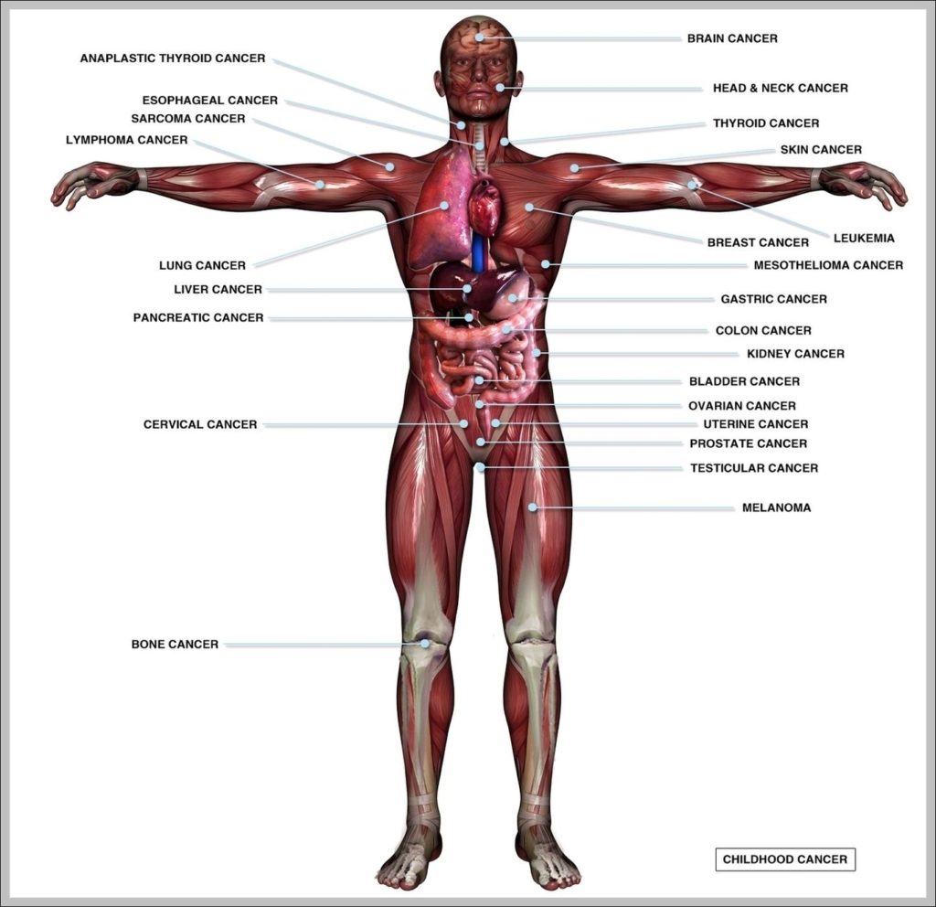 Picture Of Inside Body Image