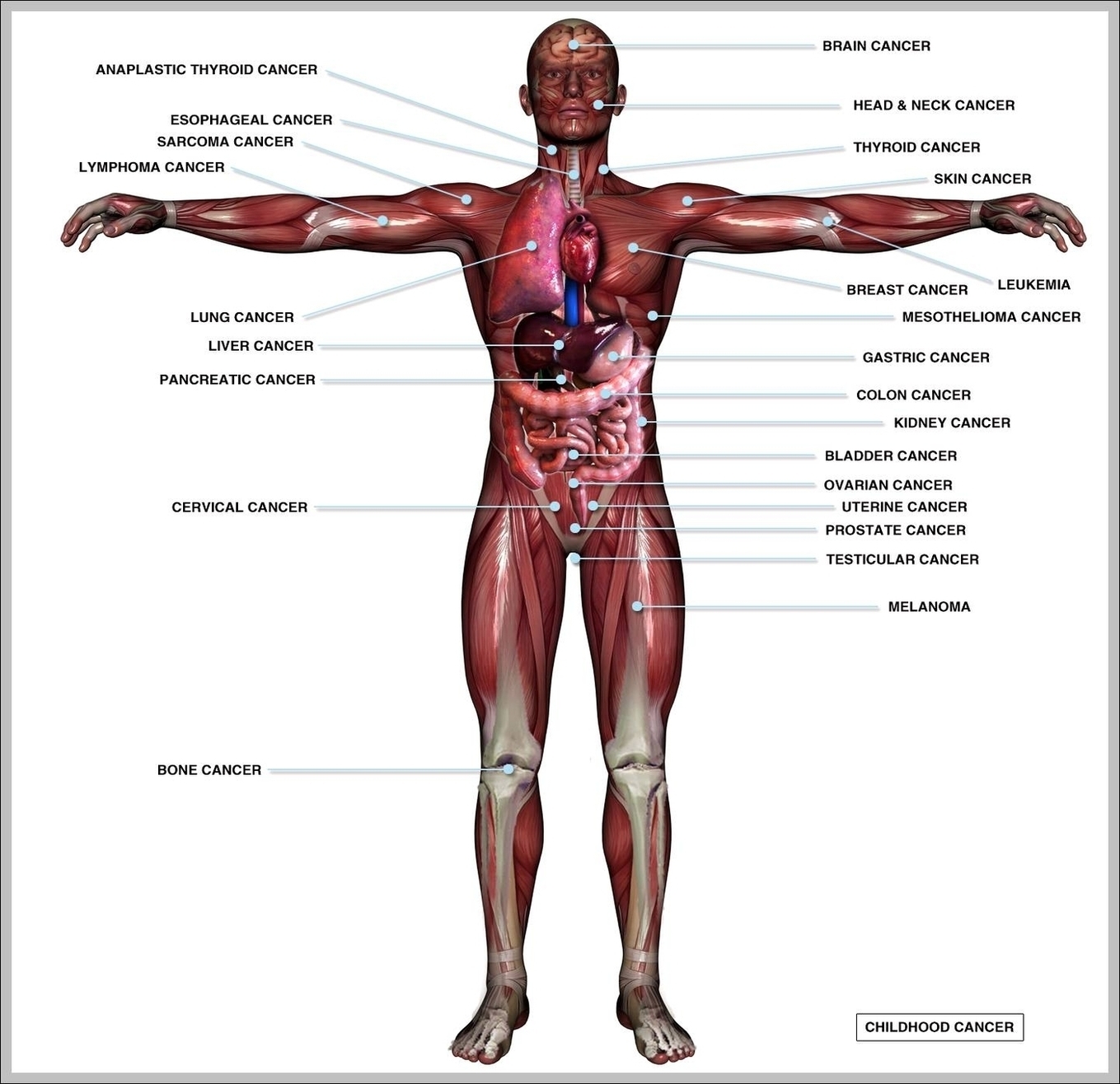 Picture Of Inside The Human Body Image Anatomy System Human Body 