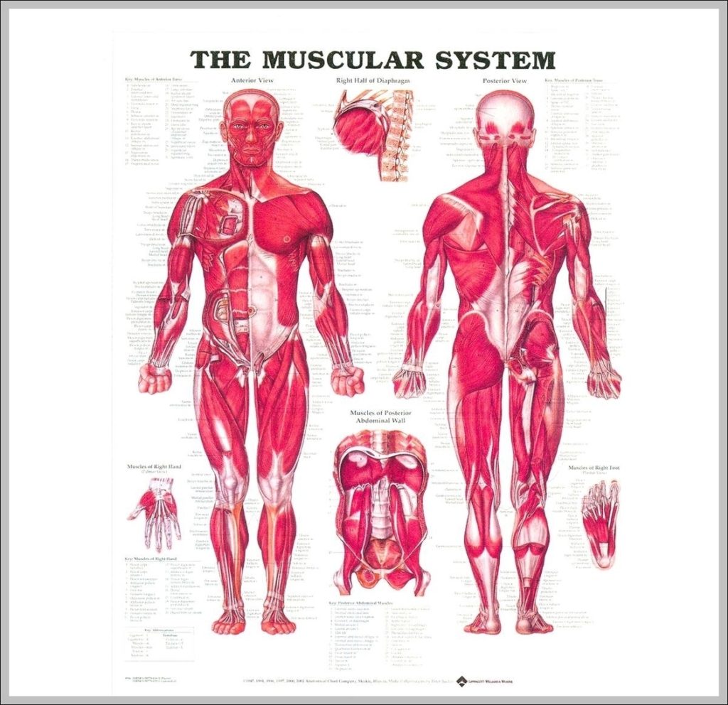 Picture Of Muscular System Image