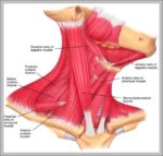 Picture Of Neck Muscles Image