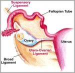 Picture Of Ovary Image