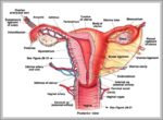 Picture Of Reproductive System Image