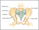 Picture Of Sacrum Image