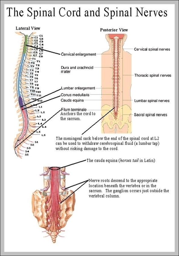 Picture Of Spine And Nerves Image