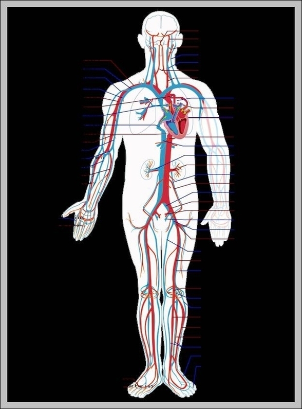 Picture Of The Circulatory System Image