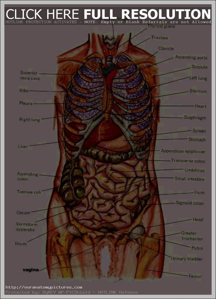 Picture Of The Human Anatomy Showing Organs Image