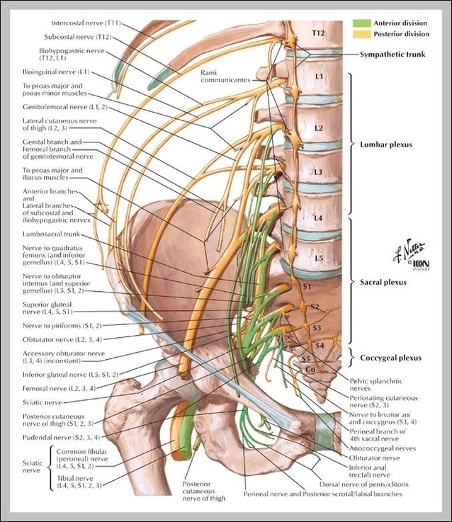 Picture Of The Lumbar Spine Image
