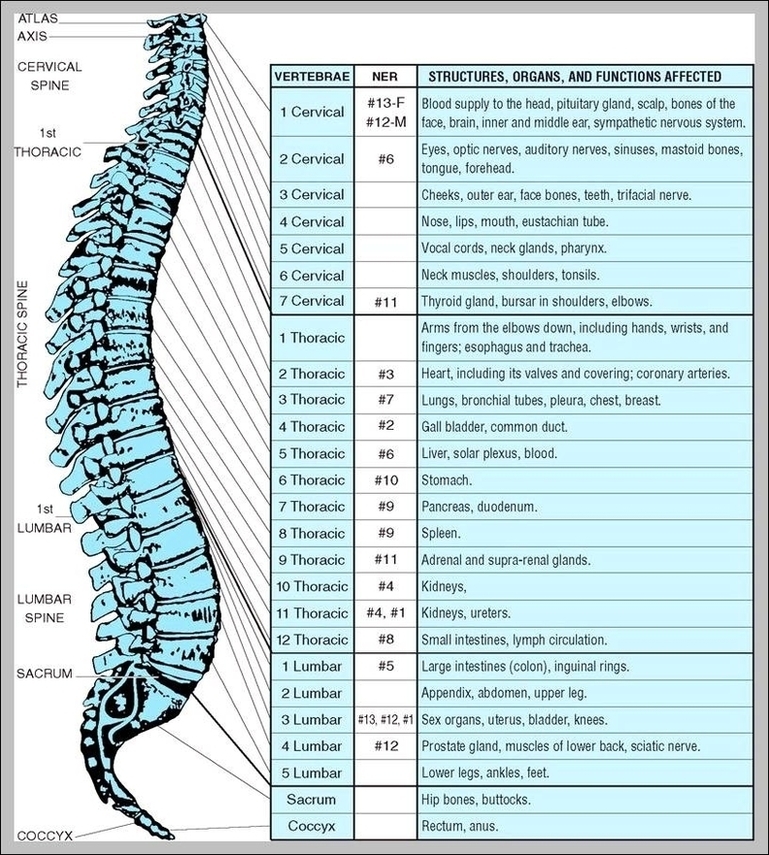 Picture Of The Spine Image