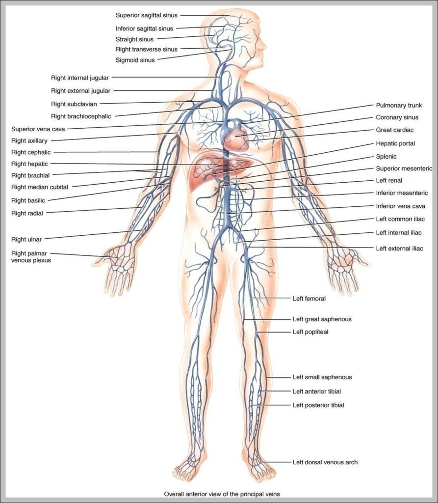 Picture Of Veins In The Body Image