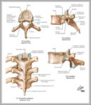 Picture Of Vertebrae Image