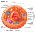 Pictures Of An Animal Cell With Labels Image