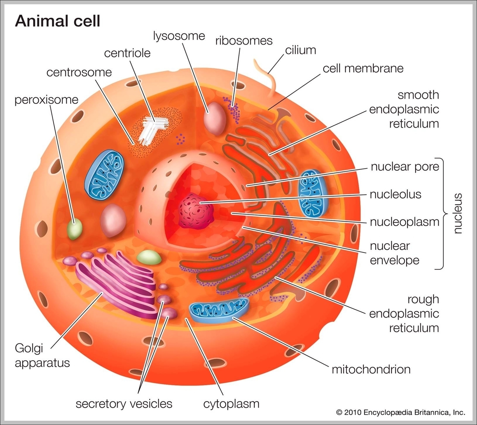 Pictures Of An Animal Cell With Labels Image