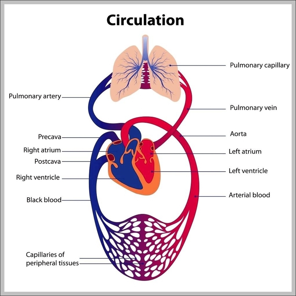 Pictures Of Circulatory System Image