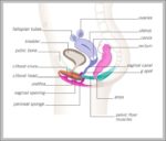 Pictures Of Female Anatomy Image