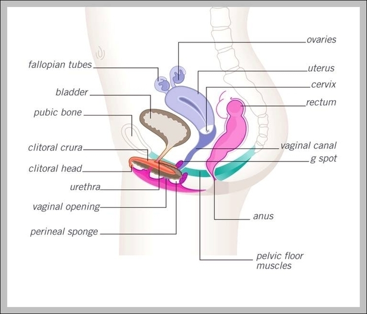 Pictures Of Female Anatomy Image