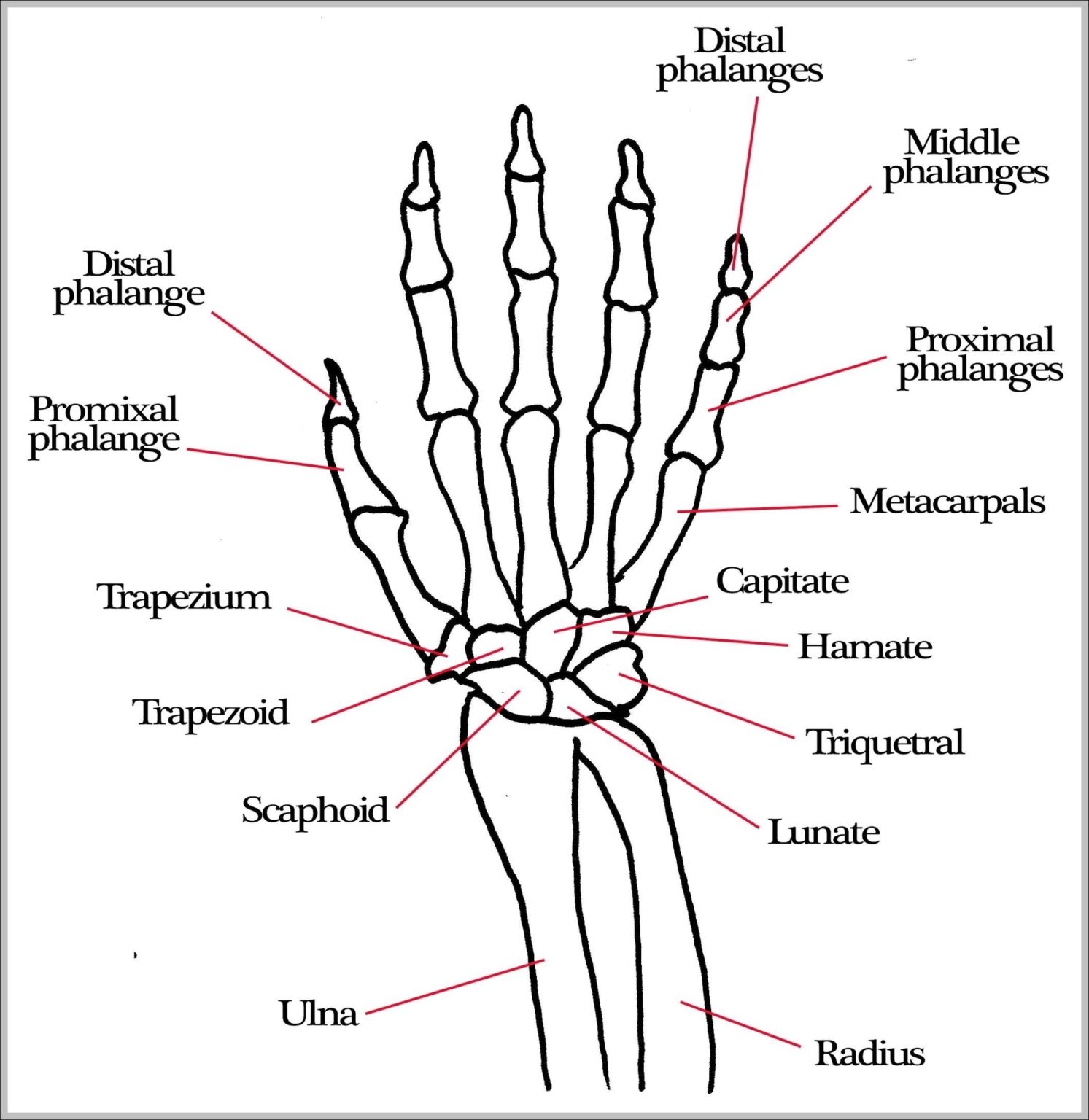 Pictures Of Hand Bones Image Anatomy System Human Body Anatomy Pictures Of Hand Bones Image 1493x1536